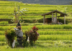 Rice paddies