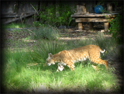 Bobcats in our yard