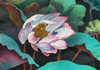 Lotus Study